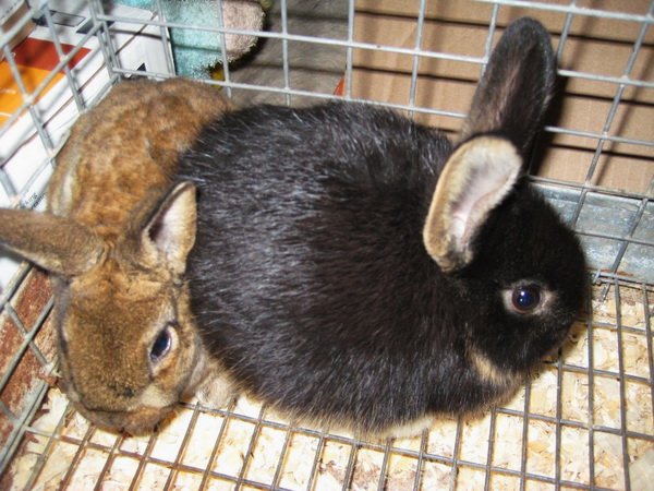 Хвороба Еймеріоз у кроликів: симптоми і лікування