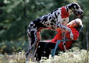 Найбільша собака у світі: ТОП 3 рейтинг