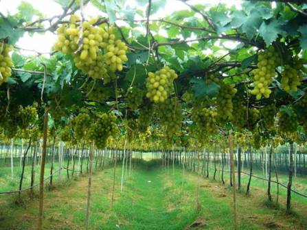 Підготовка грунту для вирощування винограду