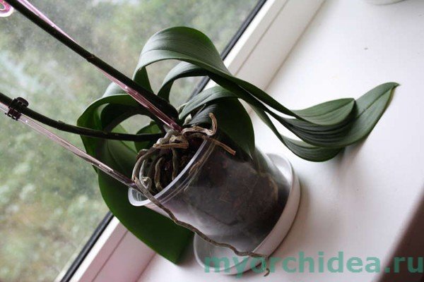 Реанімація без коріння орхідеї в домашніх умовах