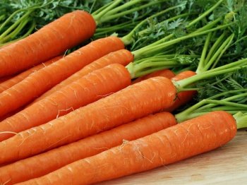 Посів, вирощування та зберігання моркви