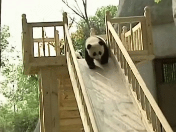 Сонник приснилася панда уві сні до чого сниться панда