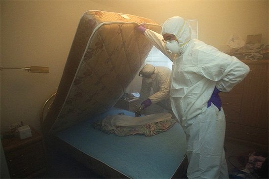 Від чого в будинку заводяться клопи і що робити, якщо вони раптом зявилися