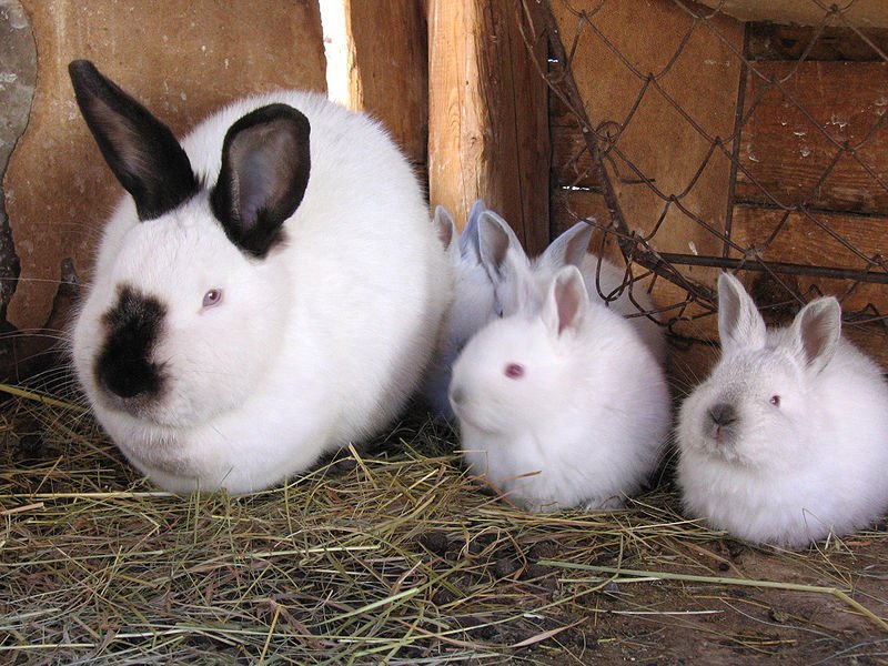 Чи можна годувати кроликів картоплею: всі за і проти