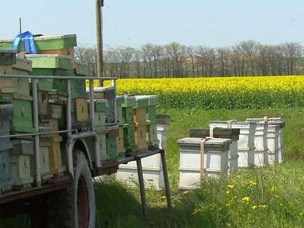 Огляд пасіки Савіна в Криму, особливості бджільництва та відгуки