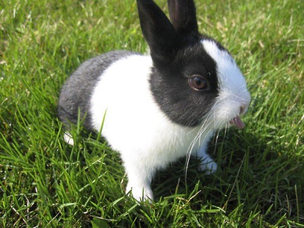 Як підстригти кігті декоративного кролика: поради та відео