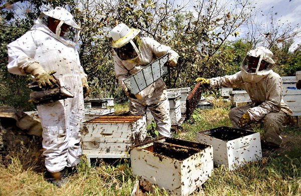 Огляд світового бджільництва: розвиток галузі в різних країнах світу