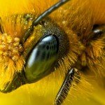 У чому відмінності бджіл і ос?