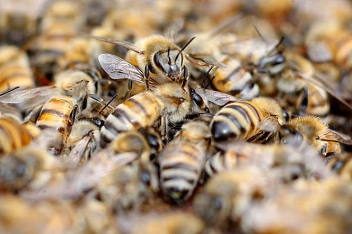 Як захистити вулик бджіл від мурашок?