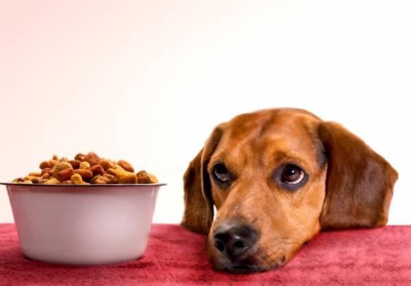 Міозит у собак: класифікація, причини виникнення і методи лікування