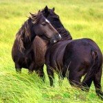 Огляд вороною масті коней, її опис та фото