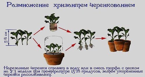 Посадка і догляд в домашніх умовах за кімнатної хризантемою