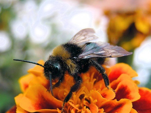 Цікаві факти про бджіл, ос і джмелі: відео та фото