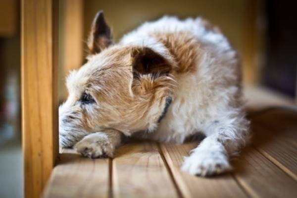 Ліпома: діагностики і лікування жировиків у собаки