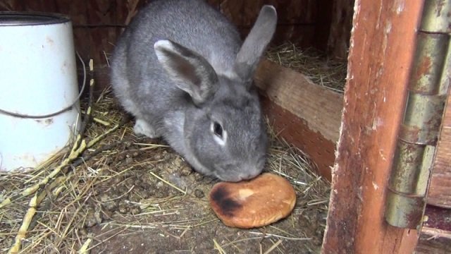 Чи можна годувати кроликів хлібом: всі за і проти