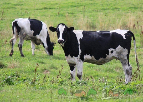 Чорно ряба порода корів, їх характеристика та фото