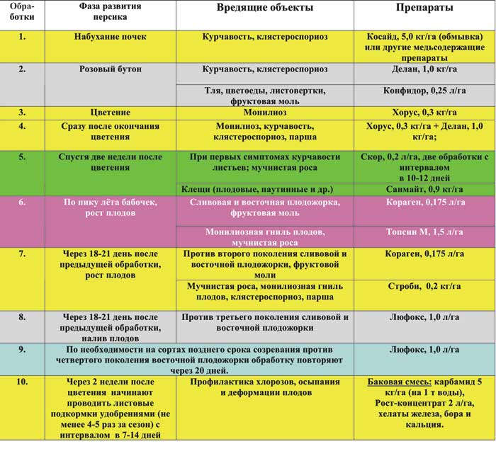 Догляд за персиком навесні, особливості і головні правила (відео інструкція)