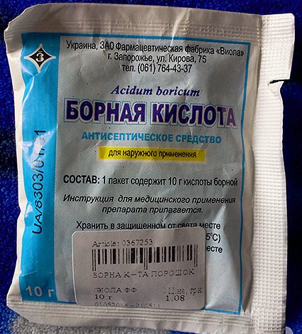 Звідки беруться домашні мурахи і чи варто їх боятися