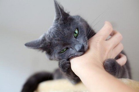 Як відучити кошеня кусатися і дряпатися – методи боротьби з поганим поводженням