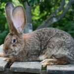 Огляд породи кроликів Різен, їх утримання і розведення в домашніх умовах