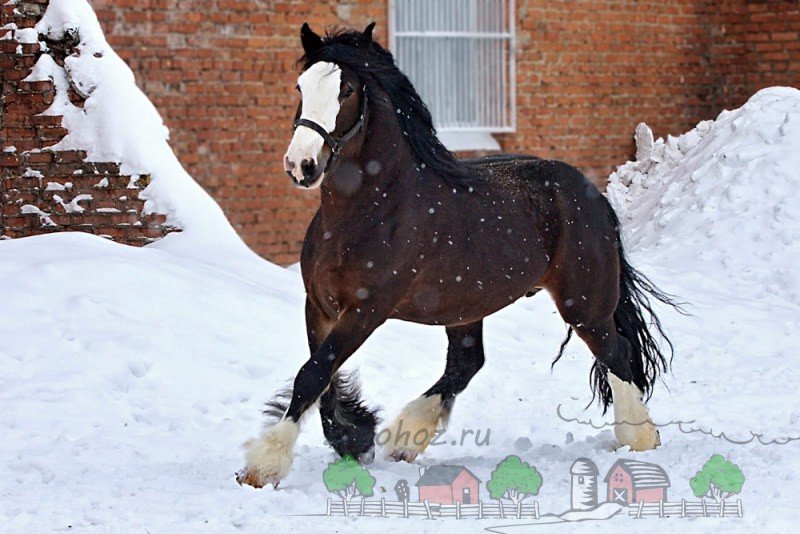 Порода коней Володимирський ваговоз: відео та фото