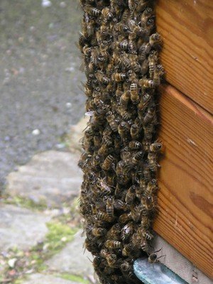 Дикі бджоли: як зловити, де живуть, корисні властивості меду