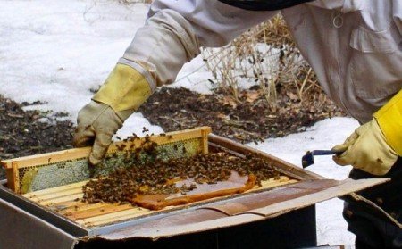 Тимол для бджіл інструкція щодо застосування