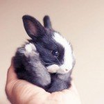 Коли і як кроленята виходять із гнізда: фото та відео