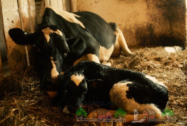 Хвороба післяпологовий парез у корів: його симптоми і лікування