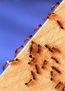 Як позбутися від мурашок в деревяному будинку своїми силами