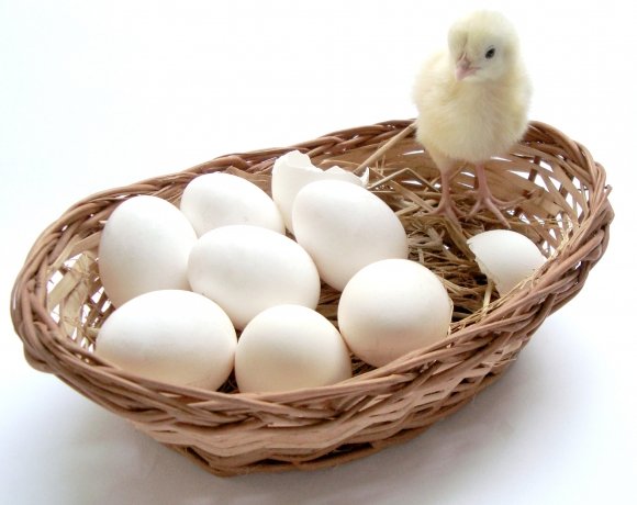 Все про інкубації курячих яєць: фото і відео огляд