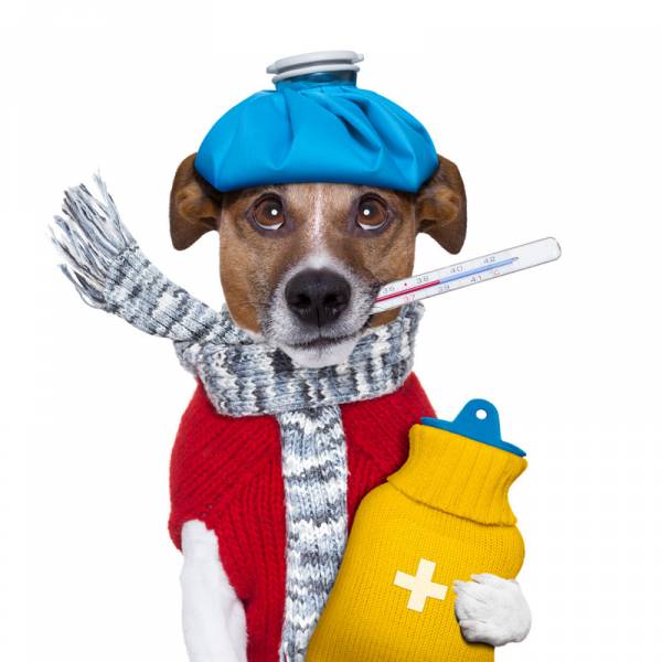 Застуда у собак: причини, симптоми і лікування