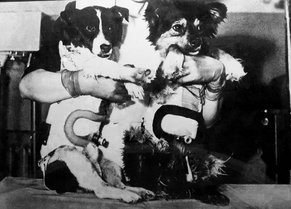 Собаки космонавти: чотирилапі герої ХХ століття