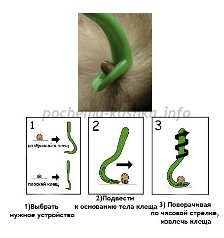 Як витягнути кліща у кішки, нашийники і краплі від кліщів для кішок, пироплазмоз, гемобартонеллез, тейлириоз від укусу кліща