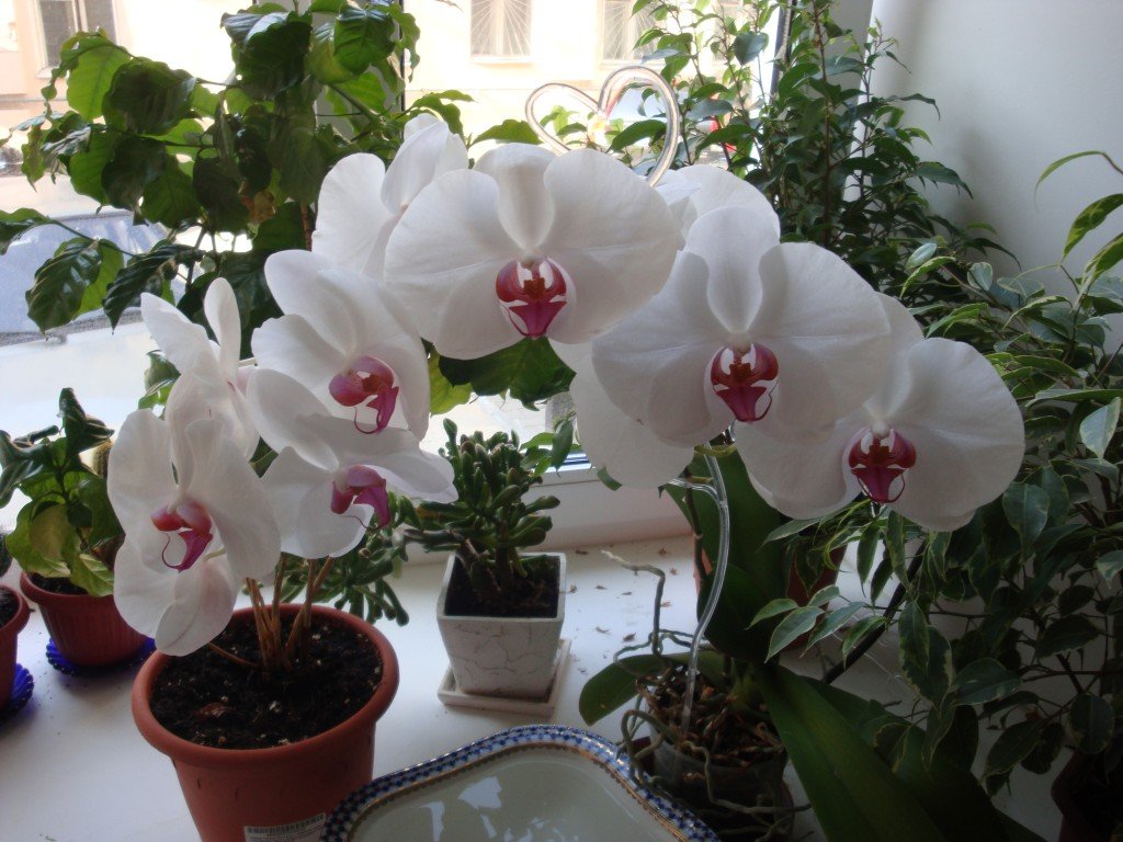 Цвітіння орхідеї: догляд під час і після цвітіння