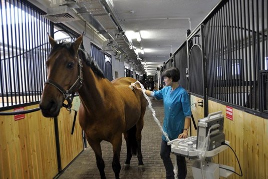 Різноманітні хвороби у коней: їх симптоми і лікування
