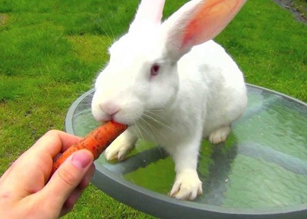 Кролик не їсть і не пє: причини та розвязання проблеми