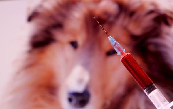 Запалення легенів у собак – симптоми і лікування