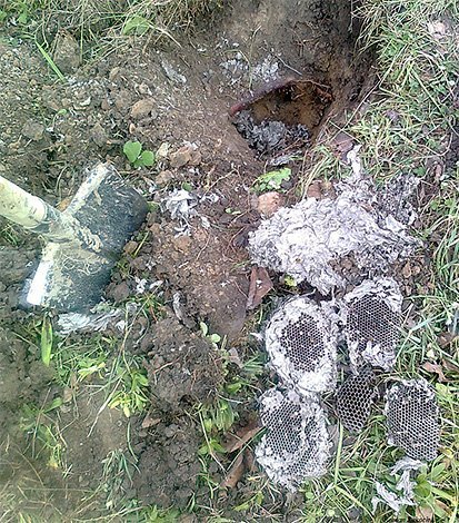 Земляні оси: як позбутися від цих комах безпечно для свого здоровя