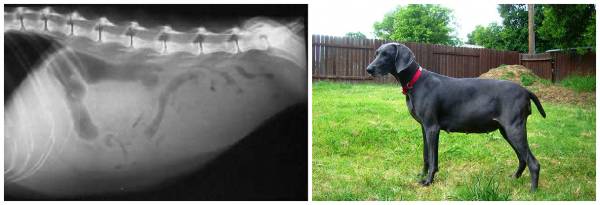 Асцит у собак: причини, симптоми і лікування