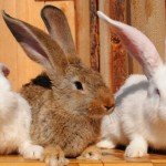 Глисти у кроликів: симптоми і лікування