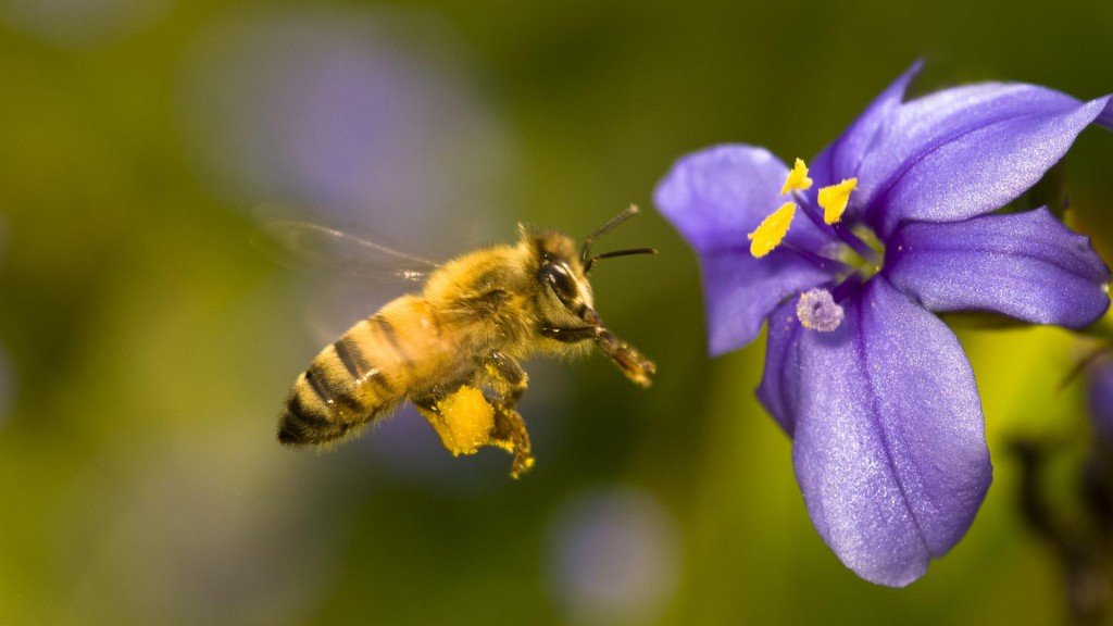 Чим небезпечні африканські (африканизированные) бджоли вбивці: