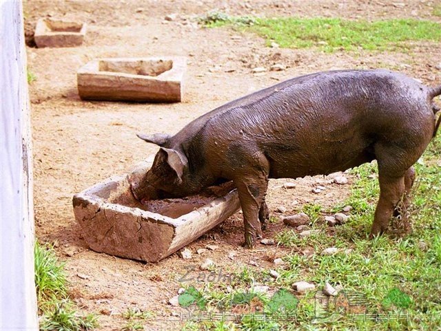 Стимулятори і біодобавки для швидкого росту свиней