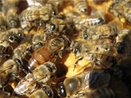 Карпатська порода бджіл: відгуки бджолярів, фото, особливості