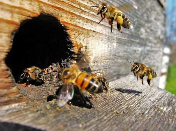 Як за законом позбутися від бджіл сусіда коли вони заважають