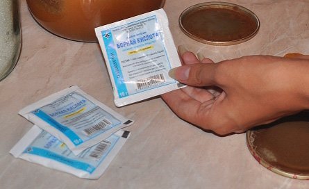 Руді або червоні мурахи в квартирі: що робити з ними і які причини їх появи