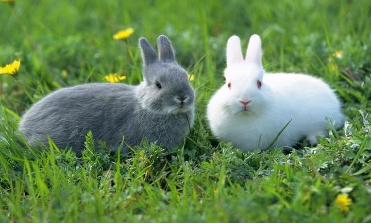 Кульбаби для кроликів: чи можна давати і як