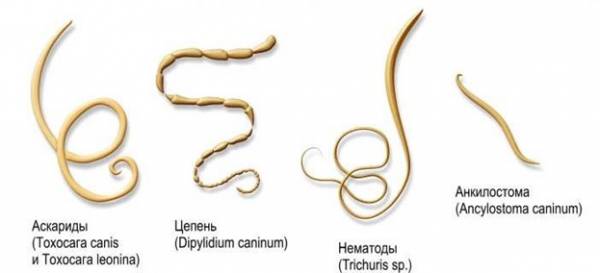 Глистогінний для собак   все що потрібно знати власнику