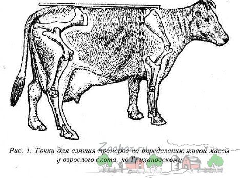 Скільки в середньому важить корова і як виміряти її вага