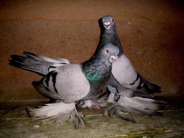 Огляд бойных голубів: їх характеристика, відео та фото